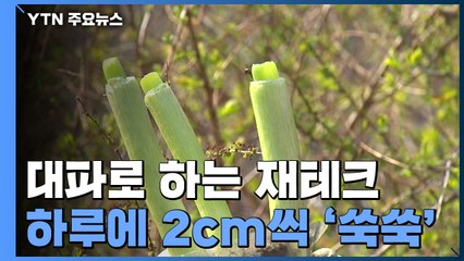 대파로 하는 재테크 '파테크'...하루에 2cm씩 '쑥쑥' / YTN
