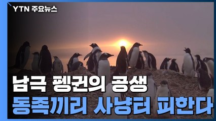 동족끼리는 사냥터 피한다...남극 펭귄 '슬기로운 공생' / YTN