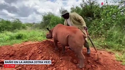 Así es la rutina diaria de un rinoceronte bebé: ¡simplemente adorable!