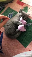 cutie