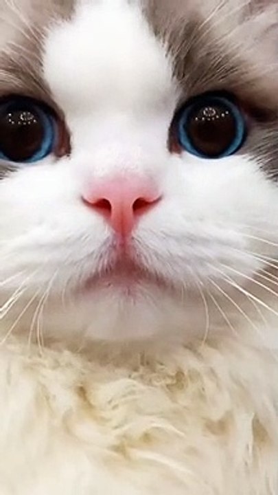 cute cat