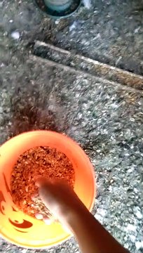 eating time | homing pigeon