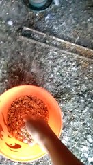 eating time | homing pigeon