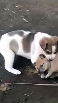 Cute Puppy Playing