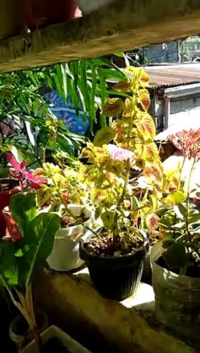 beautiful plant 