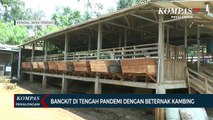 Bangkit di Tengah Pandemi dengan Beternak