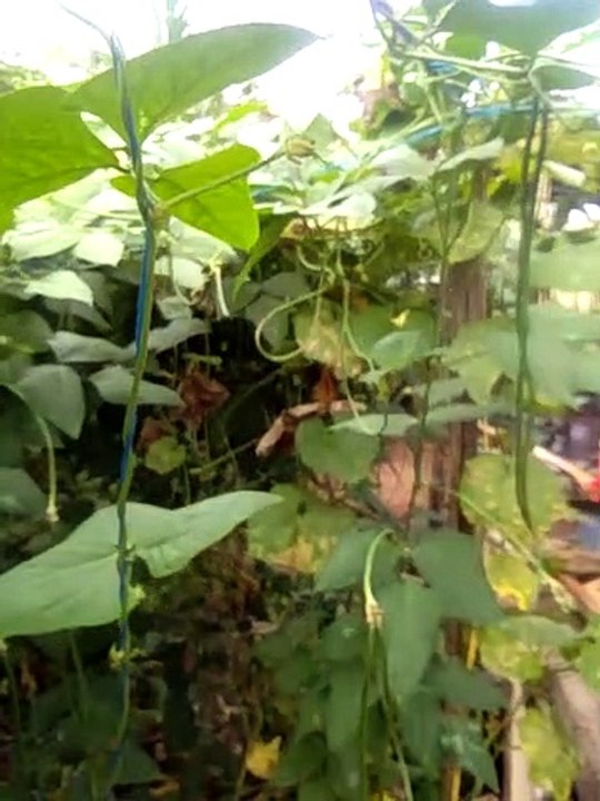 vegetable in backyard