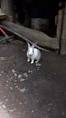 Play time w/ bunnies❣