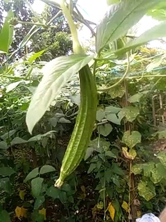 vegetable-patola