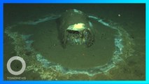 Tong Berisi Zat Beracun Ditemukan di Bawah Laut California - TomoNews
