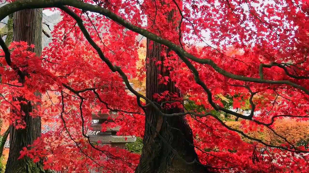 Nature love ❣️