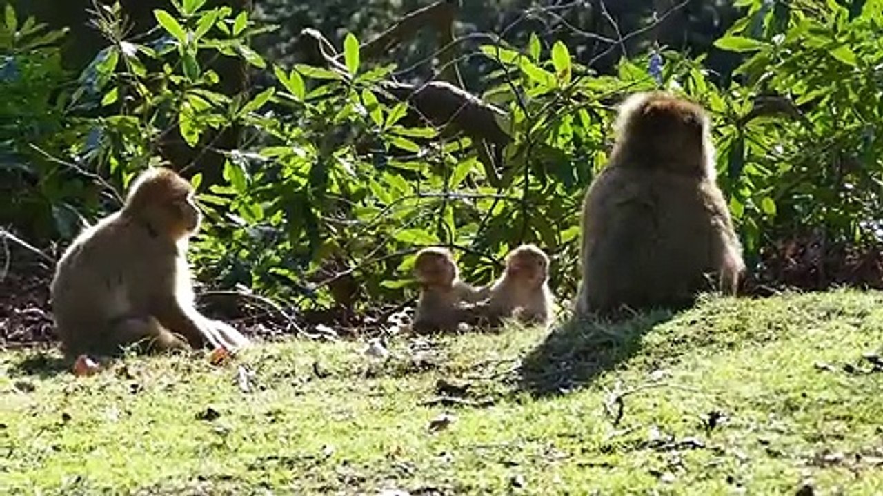 4K VIDEO (ULTRAHD) 2160P COLORFUL WILDLIFE ANIMALS WITH GOOD MOOD RELAXATION CALM MUSIC