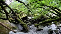 #SoothingRelaxation #Beautiful #RelaxingMusic #sleeping #stressrelief#Soulful #Meditation #Healing #peaceful#naturesounds #yoga 4K Nature Walk Beautiful Forest River Fabulous Views with Calm Music