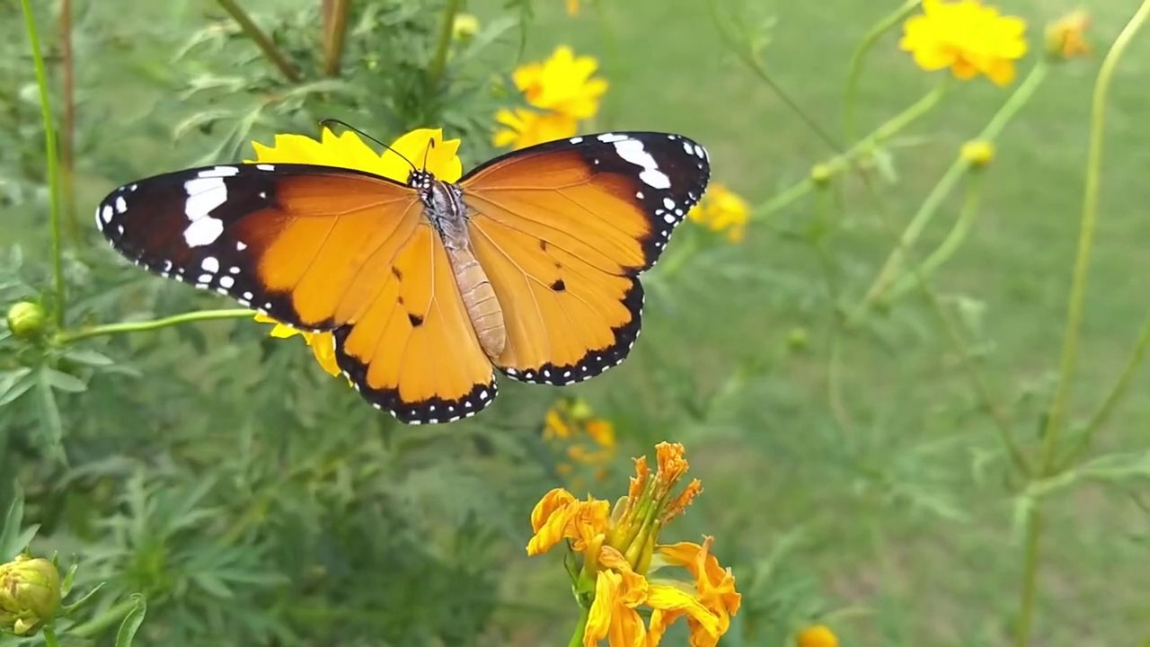 Beautiful Relaxing Music peaceful music for stress relief study, sleep, focus music