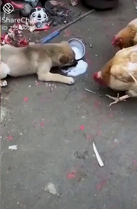 Dog & Cock