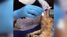 Anne kedi, enfeksiyon kapan yavrularını doktora getirdi