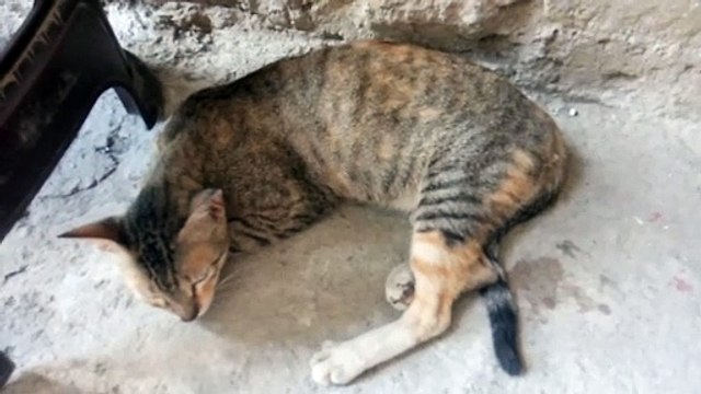 Sleeping Mommy and cats