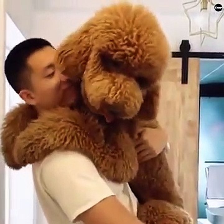 GIGANTIC FLUFFY POODLE DOG
