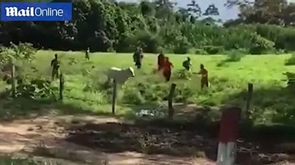 ''Açız'' diye bağırıp sığırı böyle parçaladılar