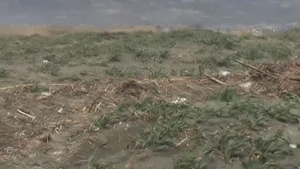 Arabistan toygarı türü kuş, Türkiye'de ilk kez gözlemlendi