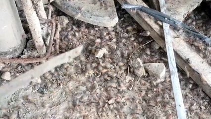 Permukiman Warga di Kudus Diserang Ribuan Ulat Bulu