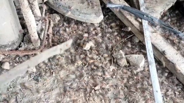 Permukiman Warga di Kudus Diserang Ribuan Ulat Bulu