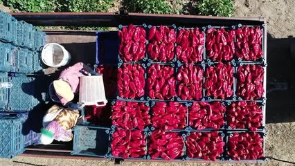 ÇANAKKALE Yenice Kapya Biberi tescillendi