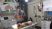 MERSİN Kamyonetin çarptığı köpeği için gözyaşı döken Gülperi, sürücünün cezalandırılmasını istiyor