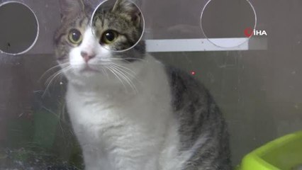 Evcil hayvanlar için mikroçip zorunlu oldu