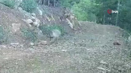 Burdur'da doğal yaşam fotokapan ile görüntülendi