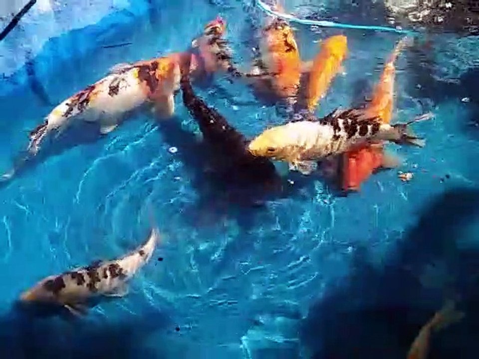 Something Fishy..