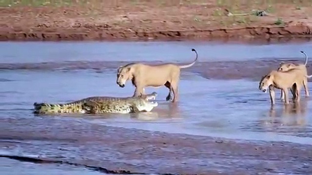 Timsah ve aslanların amansız kavgası!