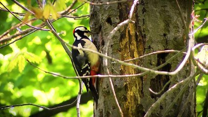 Beautiful Relaxing Music for Stress Relief Meditation Music, Sleep Music, Ambient Study Music...