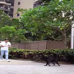 The Heartwarming Story of a Kindness Dog 🐶