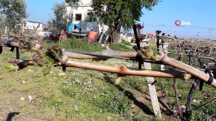 Manisa'da üzüm bağlarını önce kar sonra don vurdu