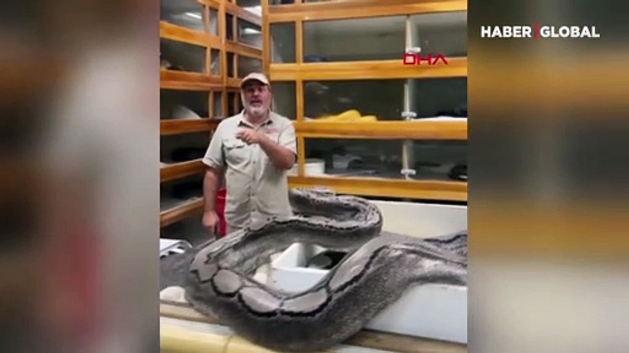 Dev pitonun saldırısından refleks ile kurtuldu