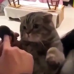 haha cat paw telephone