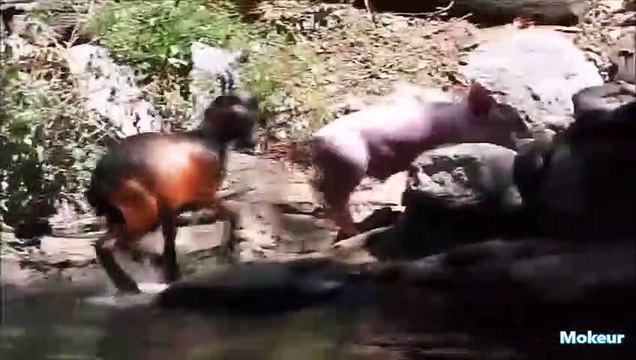 Des animaux qui sauvent et protègent d'autres animaux