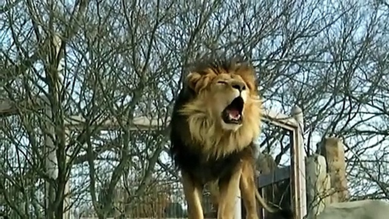 Lion qui dit "Allah"- (Lol)