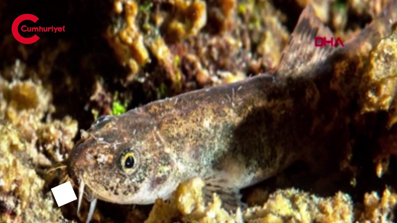 Van'ın ikinci balık türü tescillendi! Van Gölü küçük mercan balığı