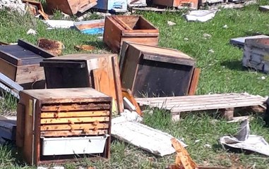 Kış uykusundan uyanan ayılar bal kovanlarına saldırdı