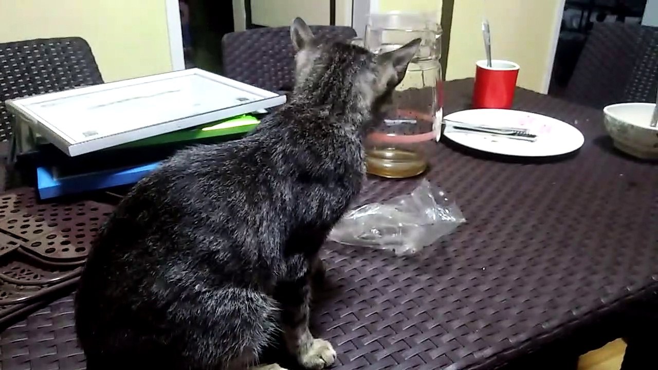 cat dog