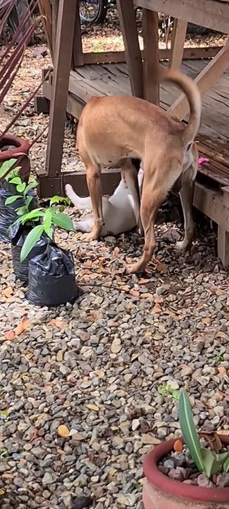 Playing Doggies