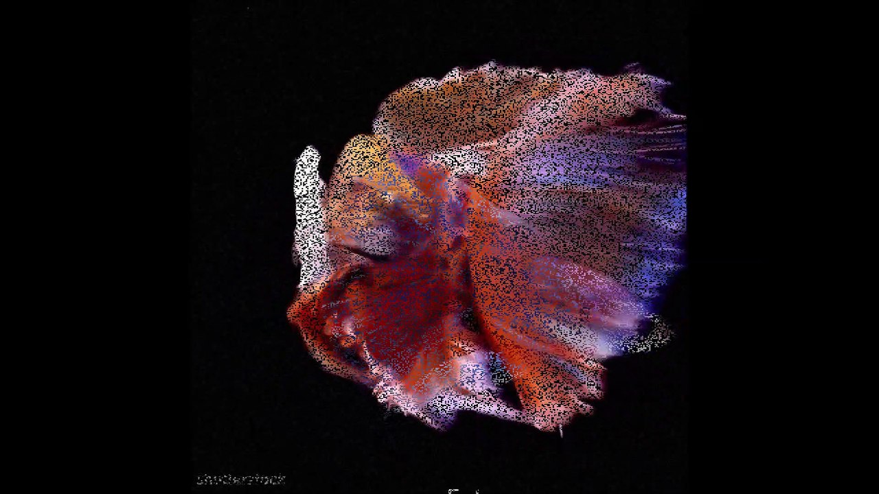 Betta Aquarium