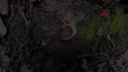 AYDIN Kuşadası'nda ölümsüzlük mantarı bulundu