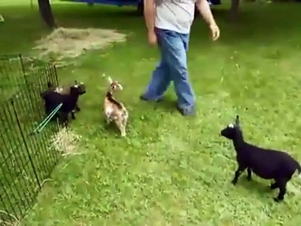 Biri bu keçiyi durdursun!