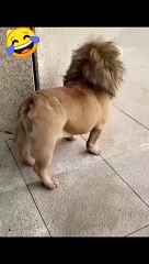Funny dog video