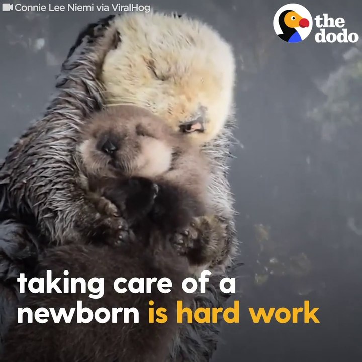 Otter Moms Are Just Like Human Moms