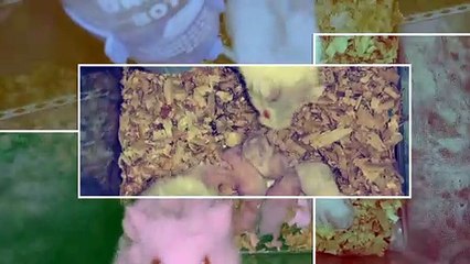 HAMSTER VLOG | CUTENESS OVERLOAD