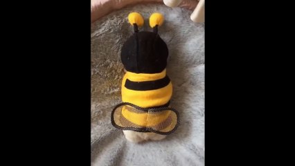 Animals SOO Cute! Cute baby animals Videos Compilation cutest moment of the animals #9